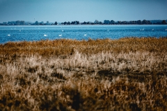 Gänse