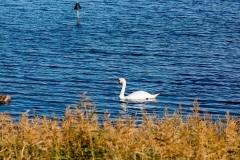 Schwan