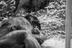 Bonobo