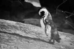 Brillenpinguin_1