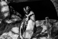 Brillenpinguin_2