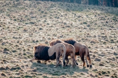 Cover_Löwen_neu
