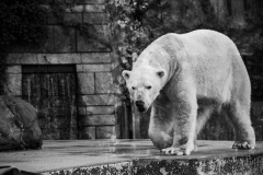 Eisbär_1