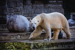 Eisbär_2