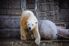 Eisbär_3