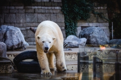 Eisbär_4