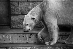 Eisbär_5