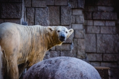 Eisbär_Nass