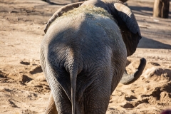 Elefant_1
