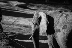 Elefant_2