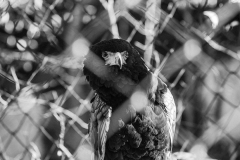 Greifvogel