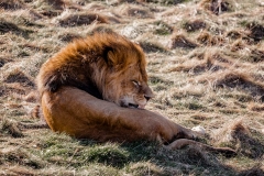 Löwe