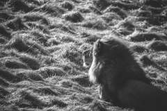 Löwe_3