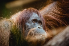 Orang-Utan_1