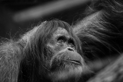 Orang-Utan_2