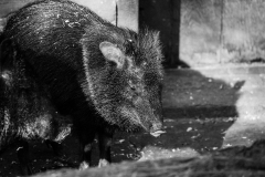 Schwein